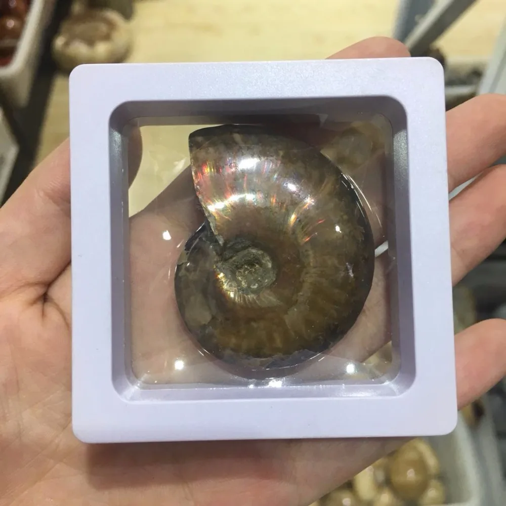 Ammonite Fossil (2)