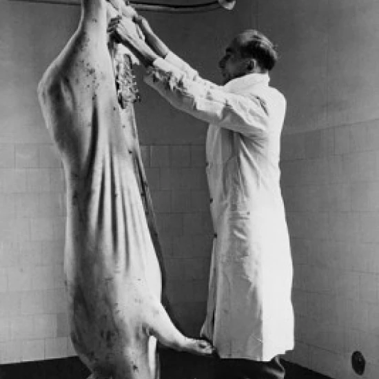 Inspector inspecting a dead pig  Cookstown  Northern Ireland Poster Print (24 x 36)