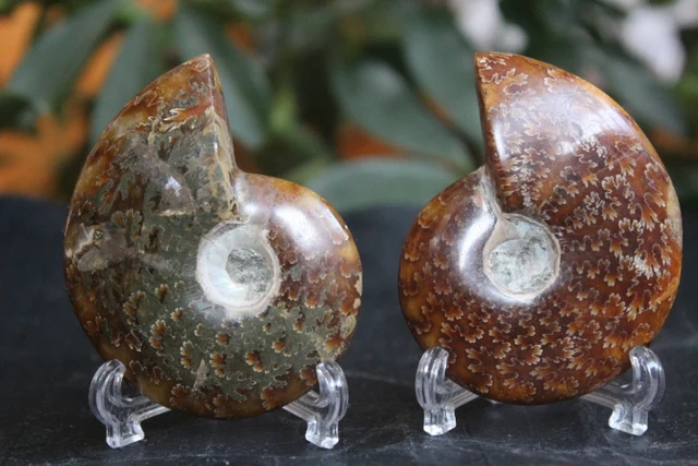 Best Price NATURAL Conch fossil Crystal Best Price NATURAL Conch fossil Crystal