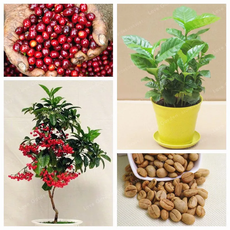 20 Pcs / Bag Fresh Coffee Beans Bonsai Home Grown Cocoa Bean Plant Balcony Bonsai Tree Plant