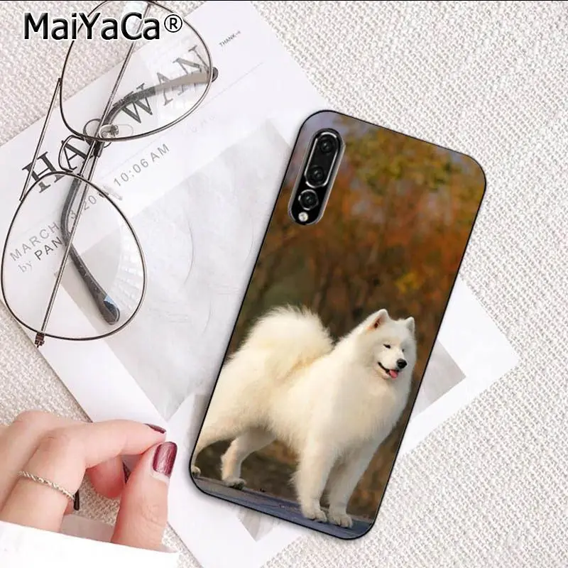 Cute Dog Husky