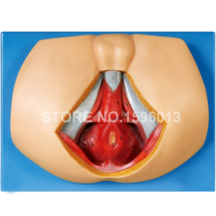 A15112 Male Perineum model (4)