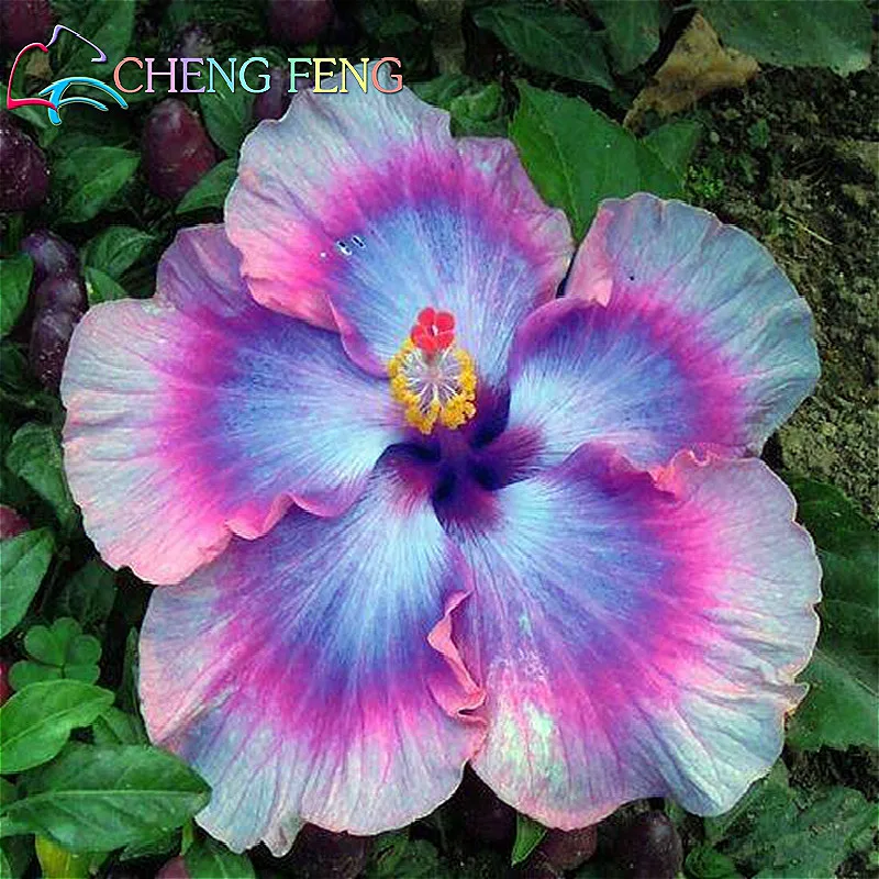 Hibiscus Flower Seeds Giant Hibiscus Seed Bonsai Tree Perennial Flowers