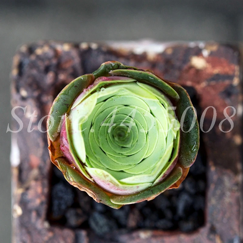100 Pcs The Mountain Rose Red Rose Garden Greenovia Flower Indoor Succulent Plant Meaty Plant Flore Bonsai Potted Planting