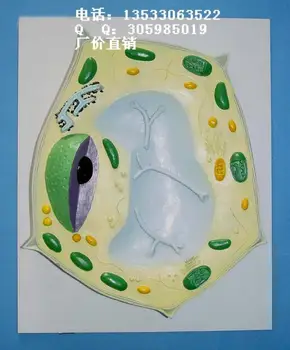 

Plant Anatomy Plant Cell Structure Model Biology Teaching Free Shipping