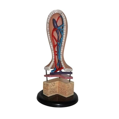 

Model of human intestinal villi Anatomical section model of lymphatic vein of human body capillaries