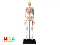Скелет 4d мастер головоломка Сборка игрушки человеческого тела орган анатомическая модель для медиков обучающая модель