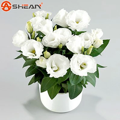 

Eustoma Perennial Flowering Plants Plants Potted Flowers Lisianthus bonsais - 20Pcs