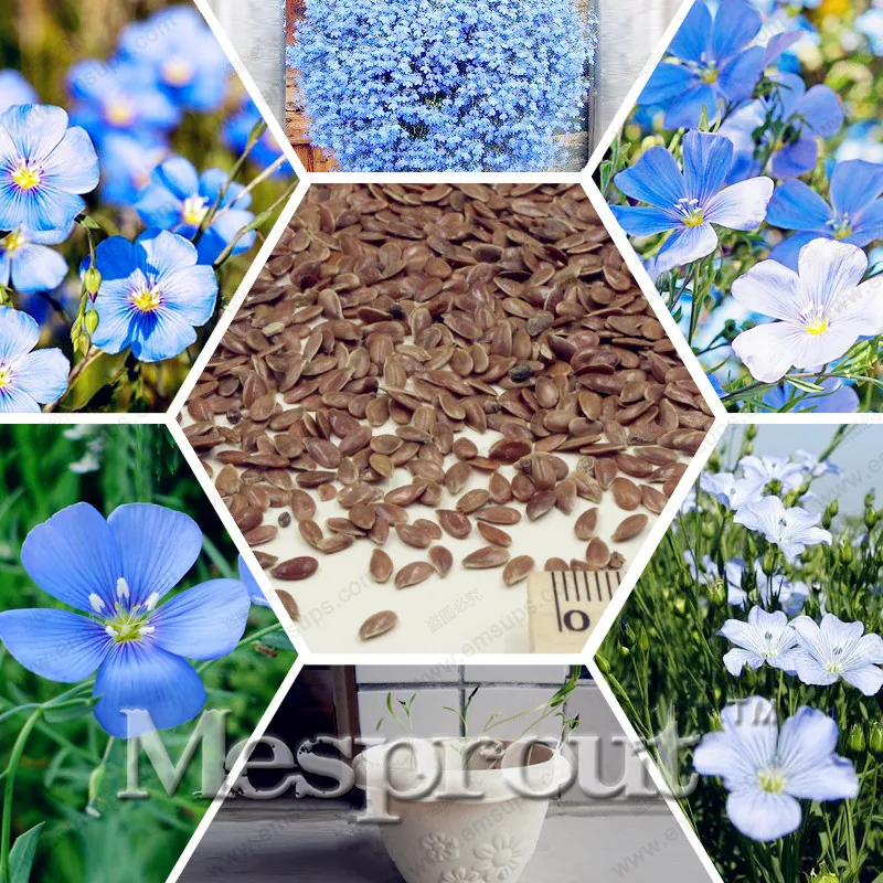 

50pcs Blue Flax Bonsai Planting Flax Plant Bonsai Flower Handing Plant Bonsai Potted for Home Garden Very Beautiful Bonsai