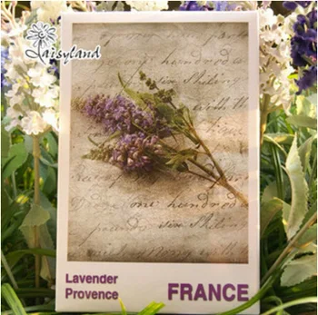 

[Daisyland] 30 purple and Provence Lavender box postcards.