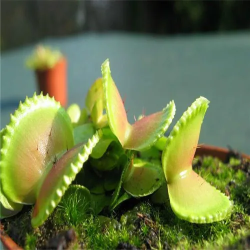 Big Promotion!!! 100 Pcs Drosera Peltata Potted Plant Circular Sundew Carnivorous Plants Garden Venus Flytrap Bonsai Plant