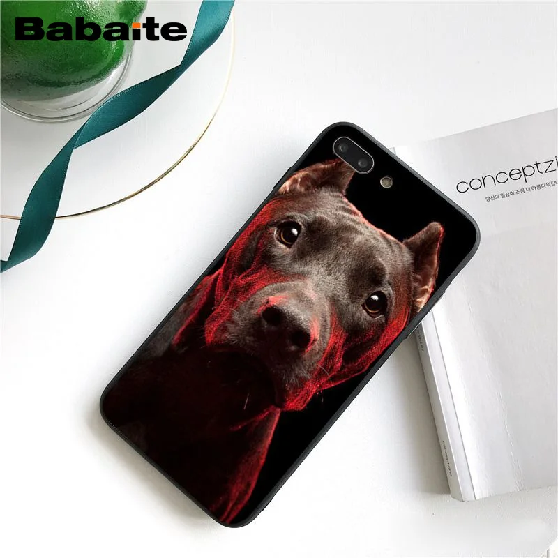 Pit Bull Lovely Pet Dog Pitbull