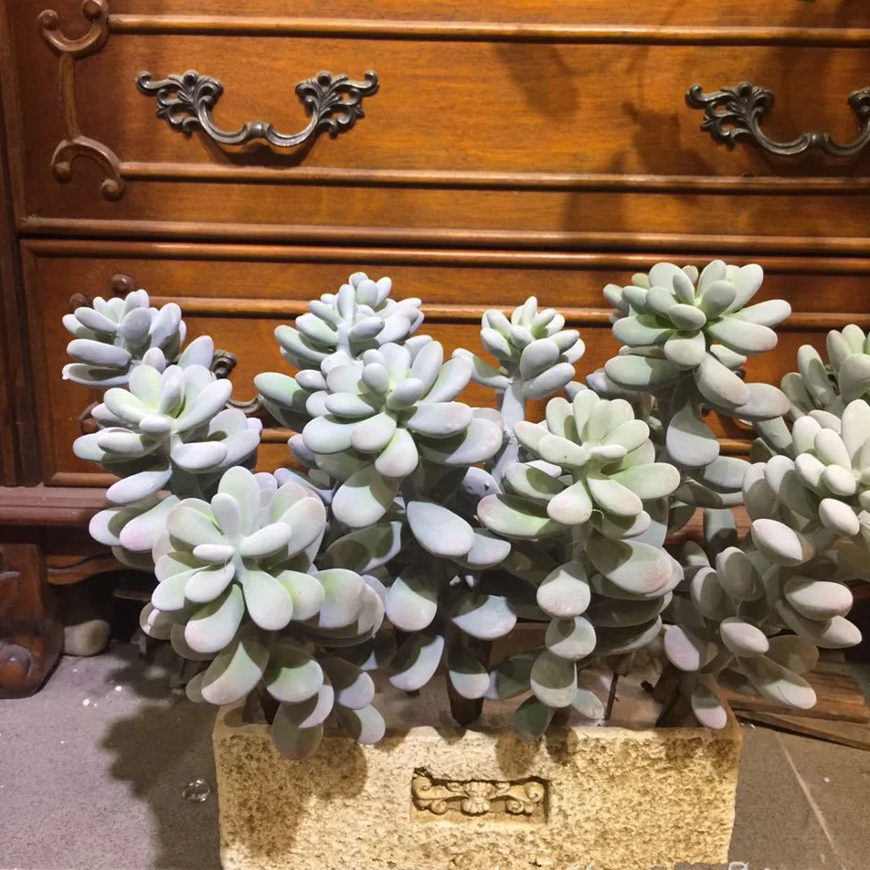 

28cm artificial succulent