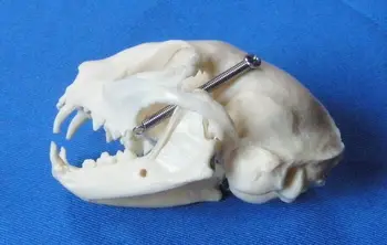 

Cat skull skeleton model animal skulls skeleton model veterinary teaching model