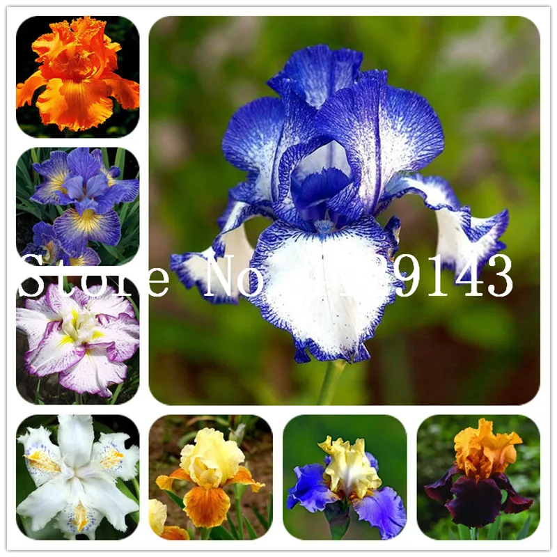 

100 pcs Bonsai Iris Flower Perennia Flower Rare Flower bearded iris , Nature plants Orchid flower DIY for Garden Easy to Grow