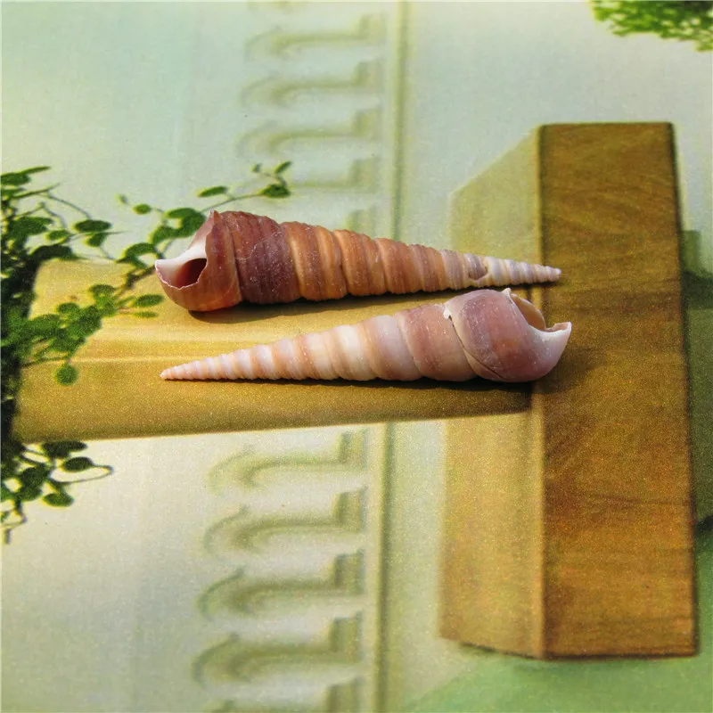 Buy Small cone snail conch shell aquarium landscaping decorations commoner