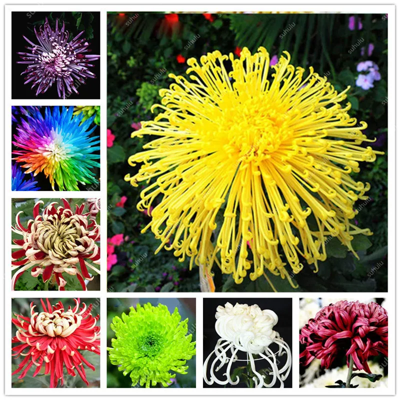 

100 Pcs/Bag Rainbow Chrysanthemum Bonsai Indoor & Outdoor Flower Bonsai Flower Plant Perennial Flowers Plant For Home Garden