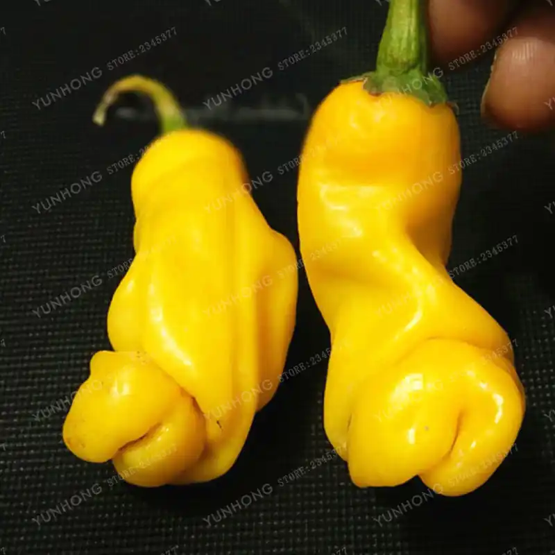 vegetable most similar to a penis Vegetable most similar to a penis