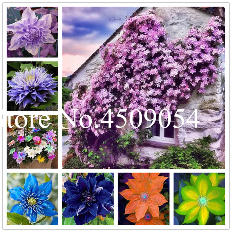 

Bonsai 100 pcs Climbing Clematis (not bulb) Clematis florida bonsai flower perennial flowering potted plants DIY home garden