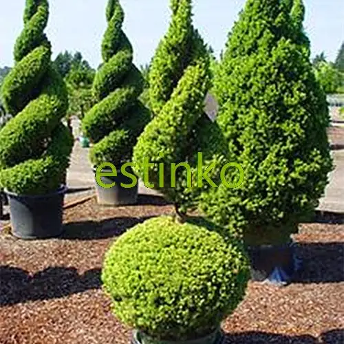 aliexpresscom buy hot selling 50pcs cypress trees seeds conifer seeds diy home garden free shipping from reliable home wedges suppliers on estinko - Trees For Home Garden aliexpresscom buy hot selling 50pcs cypress trees seeds conifer seeds diy home garden free shipping from reliable home wedges suppliers on estinko - Trees For Home Garden