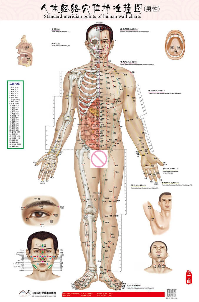 Mâle humain méridien points Wallmap acupuncture massage