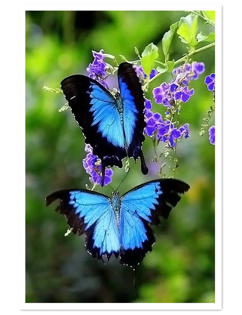 Черно синяя бабочка. Красивые бабочки. Яркие бабочки. Бабочки в природе. Экзотические бабочки.