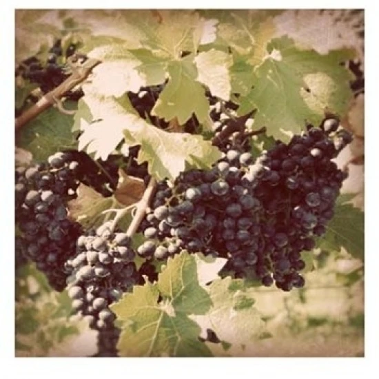 Vintage Grape Vines II Poster Print by Jason Johnson (13 x 19)