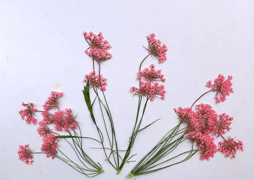 (SF)-pink