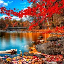 6987 красный лес-сделай сам Раскраска по номерам