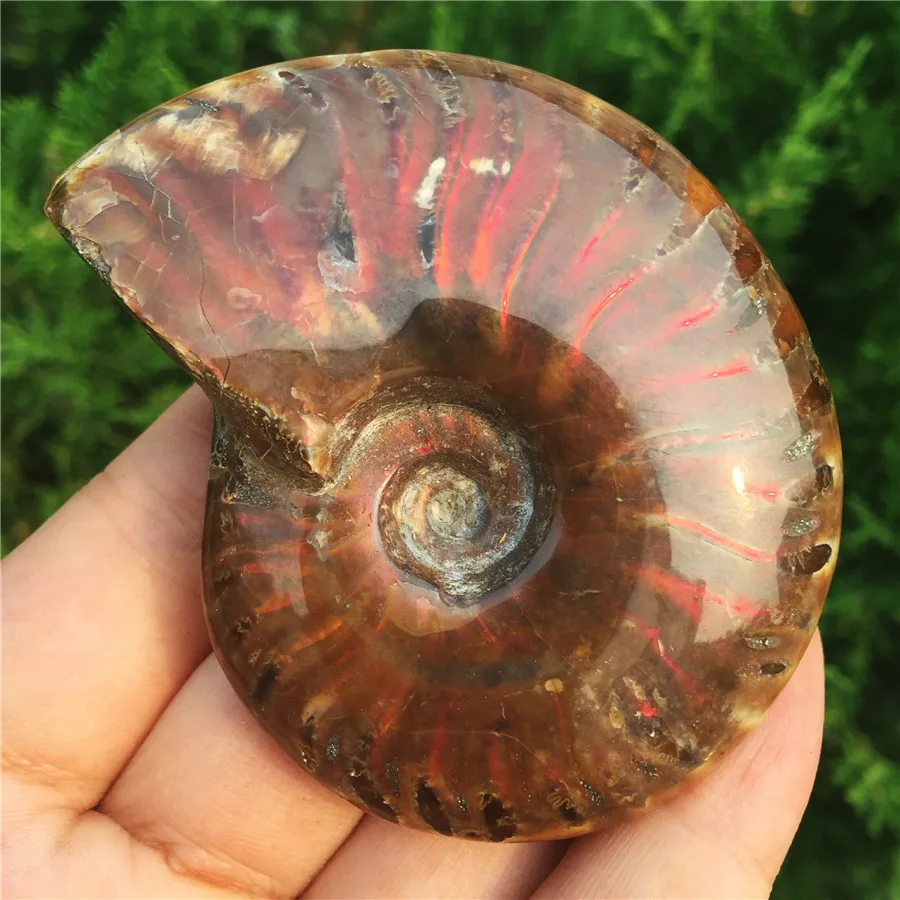 

Natural Iridescent Ammonite Fossil Red Ocean Conch Rainbow Shell Specimen Madagascar MInerals Wholesale 1pcs