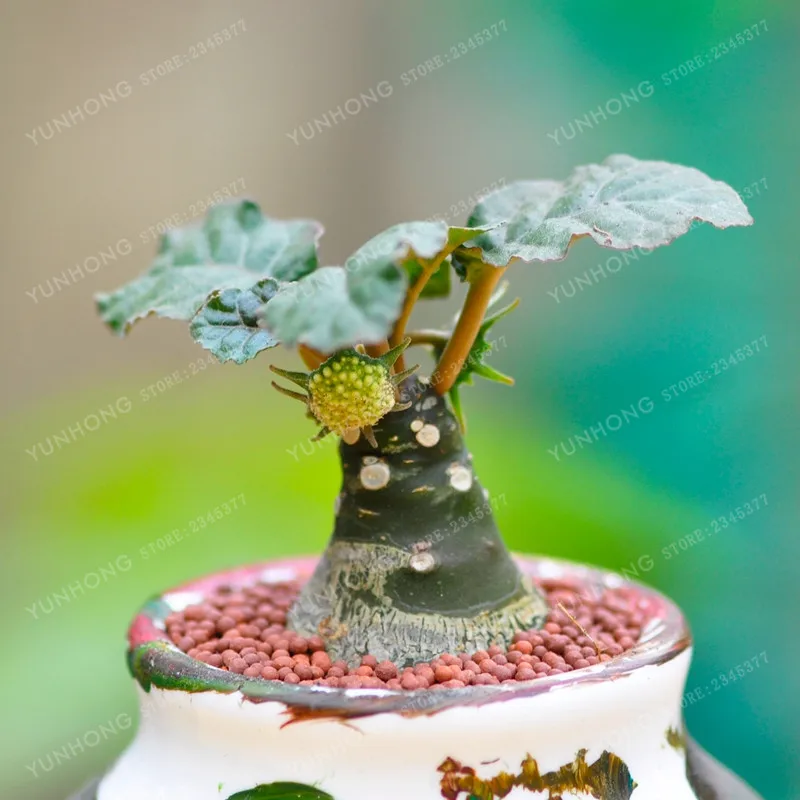 

100 Bonsai Dorstenia Crispa Bonsai Rare Succulent Bonsai Beautiful Home Garden Plant Bonsai Easy To Grow