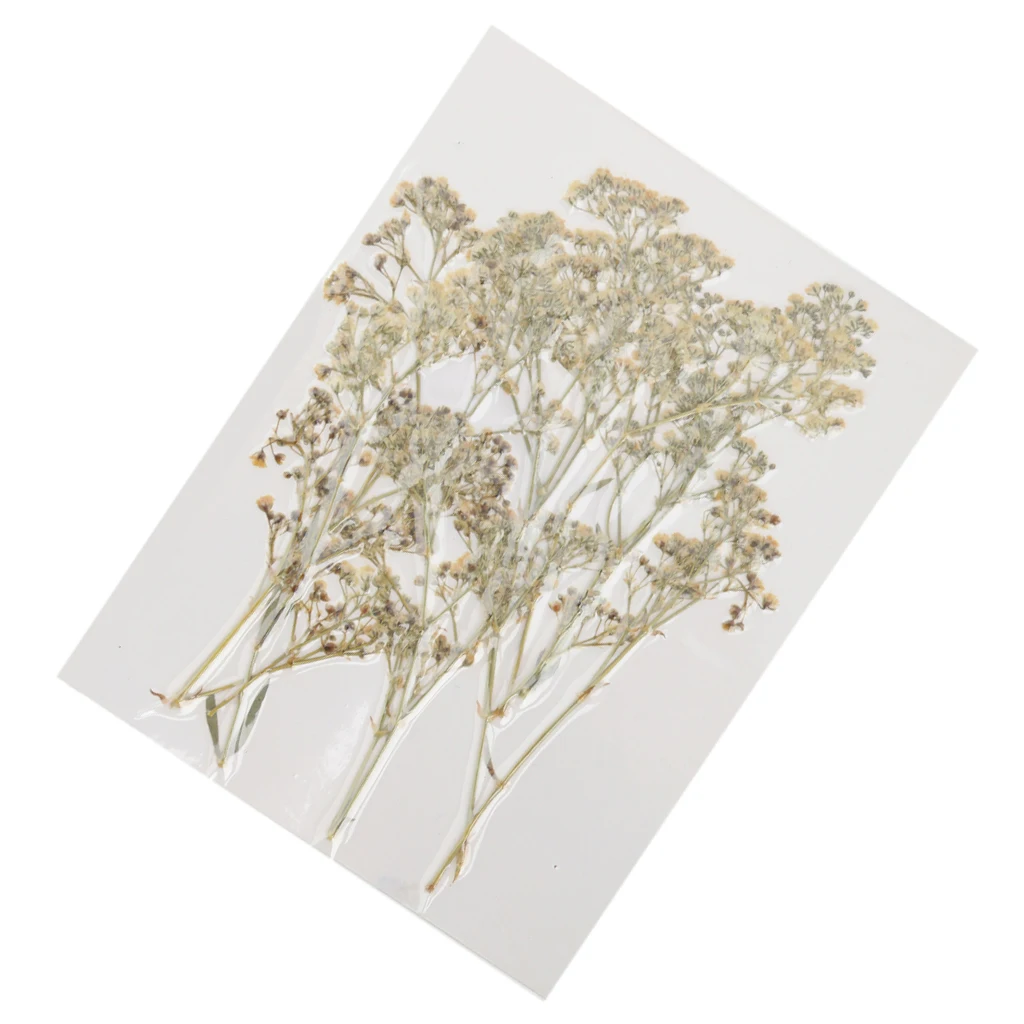 12PCS Natural Pressed Flower for Card Making & Floral Arranging DIY Decor Gypsophila