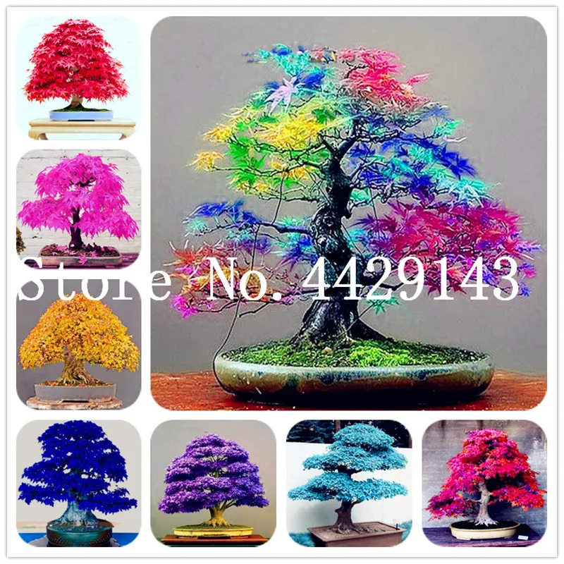 

30 pcs Japanese Maple plants Rare Rainbow Color Very Beautiful Japan Plants For Diy Home Garden Bonsai Tree Gift Free Shipping