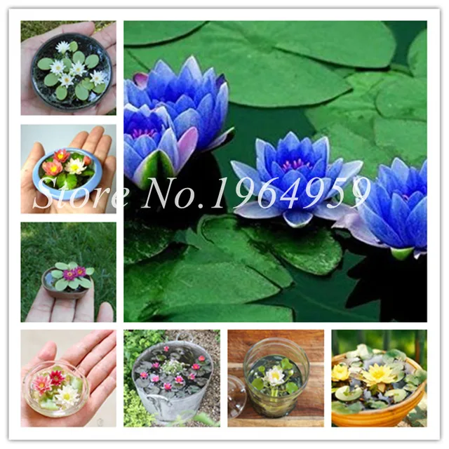weekly deal bonsai flower