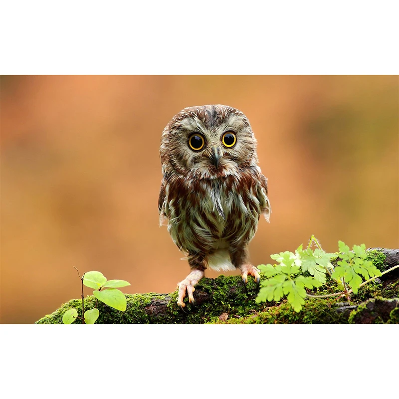 Full 5D DIY Diamond Painting Animal Diamond Embroidery Owl Cross Stitch 3D Mosaic Home Decoration