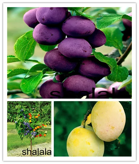 

10pcs Sweet Fruit Brin Plum Fruit Bonsai Very Easy Grow health fruit perennial fruit bonsai Free Shipping