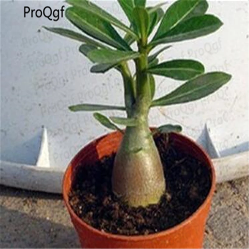 

3Pcs A Set Adenium obesum desert rose