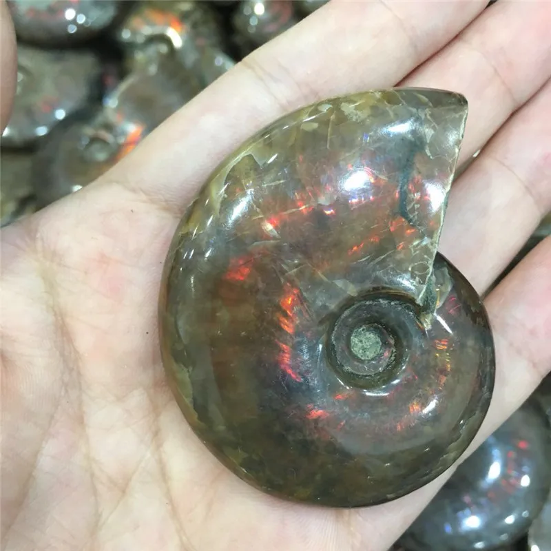 Ammonite Fossil (2)