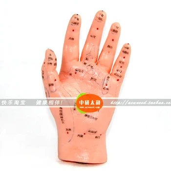 

human hand Reflex zones model 13cm free shipping