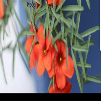 

100Pcs A Set Blood Oxalis