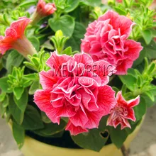 Новая свежая двойная многоцветная Петуния с двойными лепестками бонсай Петуния Сад Бонсай балкон Петуния гибрида цветочное растение, 100 Флорес