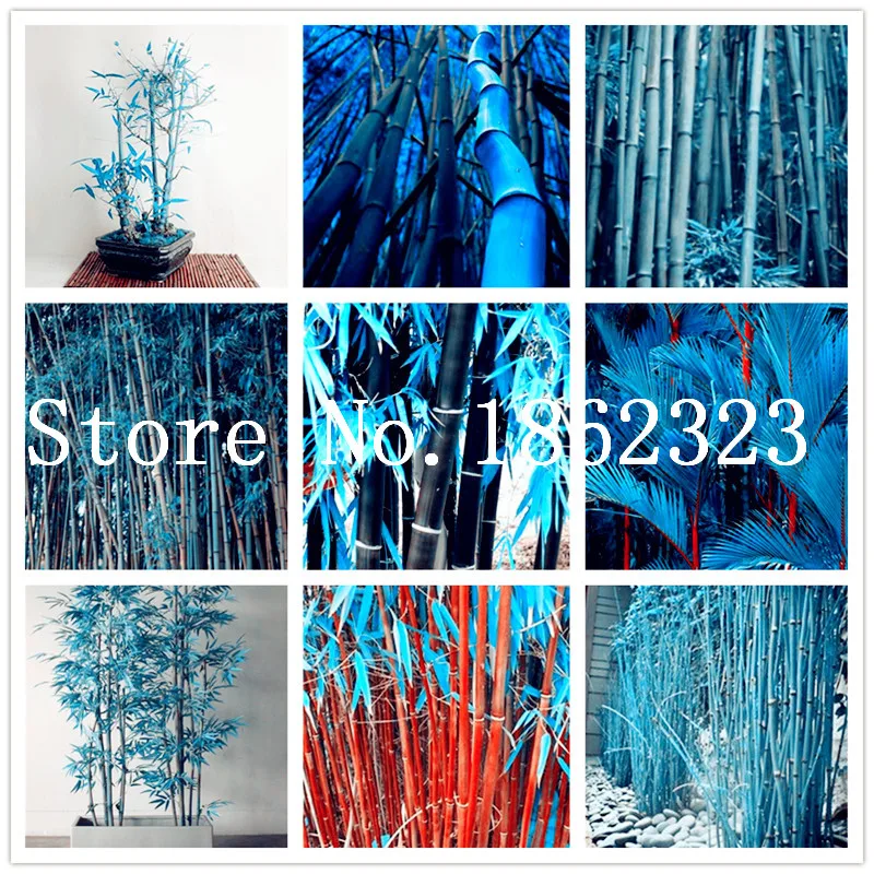 

New Colorful Bamboo Bonsai,Bonsai Moso Tree Plant For Home Garden Decoration Potted Plant Factory Wholesale 50 Pcs Free Shipping