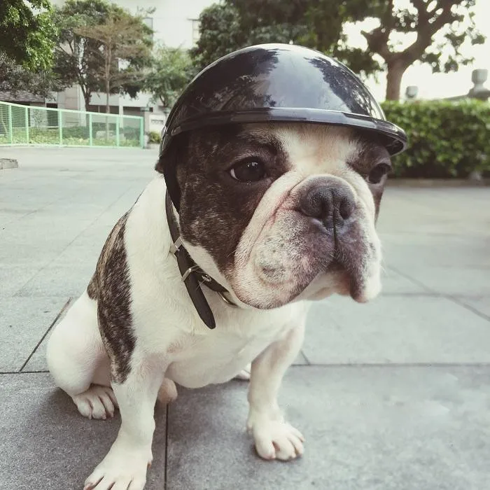 Собачий мотоциклетный шлем защитный шлем для питомцев крутой шлем собачий шлем забавные украшения для домашних животных Бесплатные солнцезащитные очки мотоциклисты