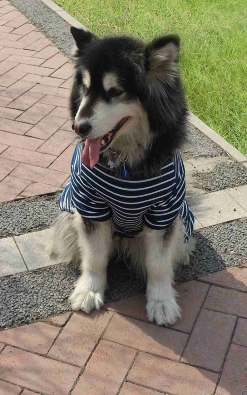 Большие комбинезон для собак пижамы большая собака одежда комбинезоны Пижама Samoyed золотистый Лабрадор-ретривер Сибирский хаски одежда