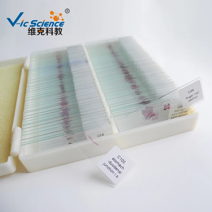 

100PCS Human histology slides set with plastic box