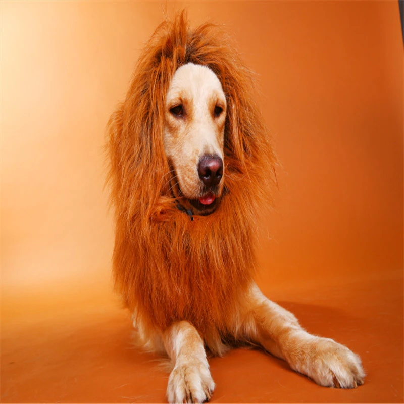 dog costume