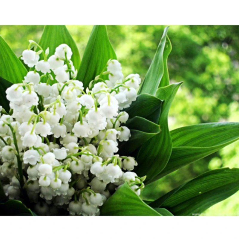 

5D Full Diamond Painting Flower Lily Of The Valley Cross Stitch Diamond Embroidery Scenery Campanula Mosaic