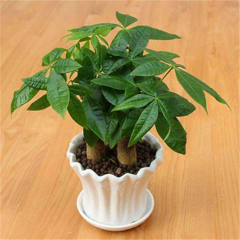 2 Pieces Mini Pachira Macrocarpa Bonsai Hawaiian Make Money Tree Plant Bonsai Pot Indoor Flowers Plant Bonsai DIY Potted Plants 2 Pieces Mini Pachira Macrocarpa Bonsai Hawaiian Make Money Tree Plant Bonsai Pot Indoor Flowers Plant Bonsai DIY Potted Plants