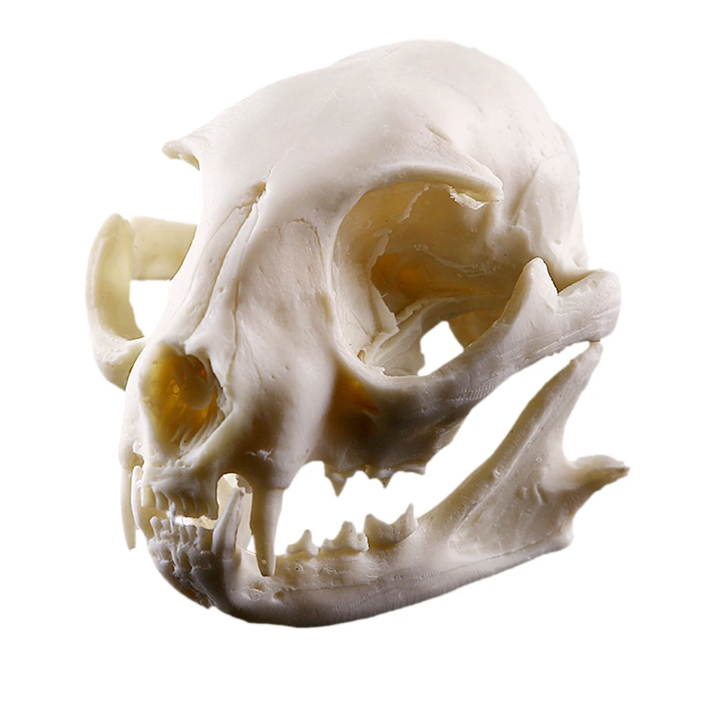 Lifelike Cat Skull Resin Head Skeleton Figurine Aquarium Ornament Home Decor
