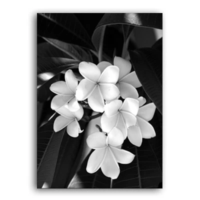 Скандинавские освежающие минималистичные картины на холсте с черными и белыми цветами, печатные плакаты с лилиями, настенные художественные картины, домашний декор для спальни - Цвет: Flower B